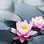 Dần: các mối quan hệ bạn bè trong năm 2026