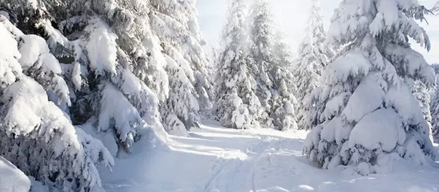 Tử vi ngày  Thứ Tư 11 2 2026