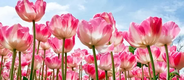 Tử vi ngày  Thứ Bảy 7 3 2026