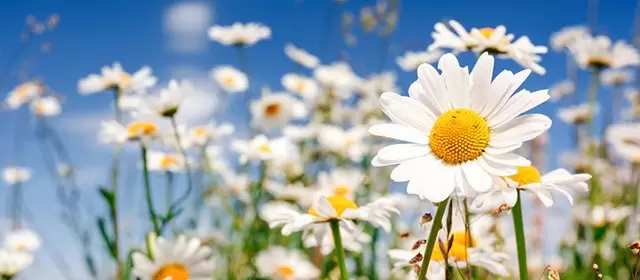 Tử vi ngày  Chủ Nhật 15 3 2026