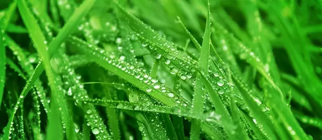 Tử vi ngày  Thứ Sáu 20 3 2026