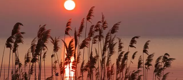 Tử vi ngày  Chủ Nhật 5 4 2026