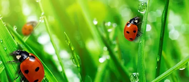 Tử vi ngày  Chủ Nhật 12 4 2026