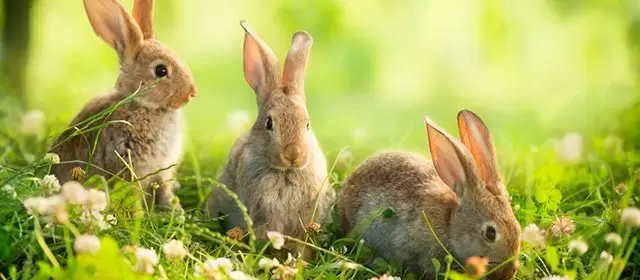 Tử vi ngày  Thứ Tư 15 4 2026