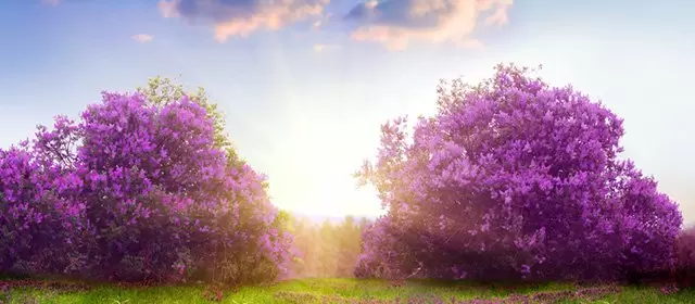 Tử vi ngày  Thứ Ba 28 4 2026