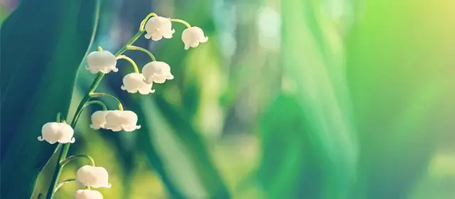 Tử vi tháng 5 2026 của Sư Tử