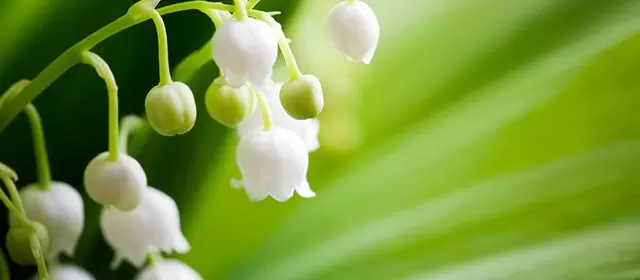 Tử vi ngày  Thứ Bảy 2 5 2026