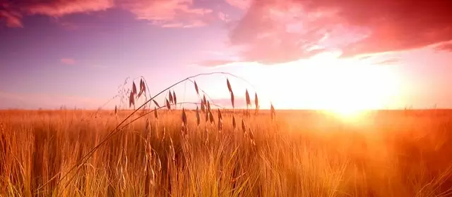 Tử vi tháng 8 2026 của Sư Tử