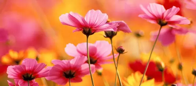 Tử vi tháng 9 2026 của Sư Tử