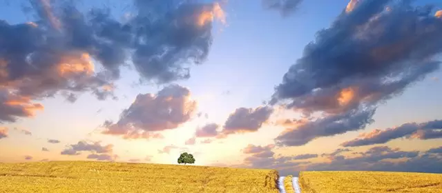 Tử vi tháng 11 2026 của Sư Tử