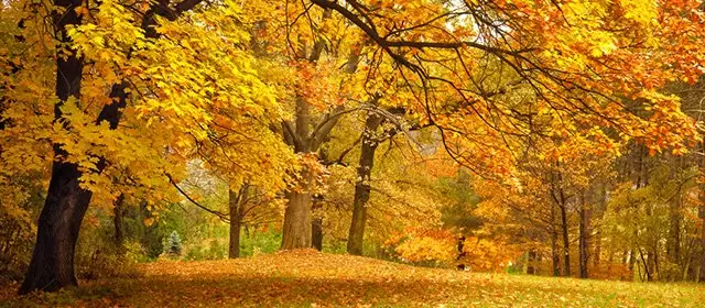 Sư Tử: Tử vi tuần ngày 17 tháng 11 năm 2025