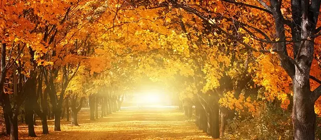 Xử Nữ: Tử vi tuần ngày 1 tháng 12 năm 2025